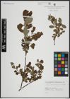 Foto von Salix atrocinerea Brot. x Salix aurita L.